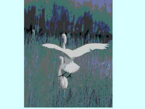 Rare Bird  - Simphaty