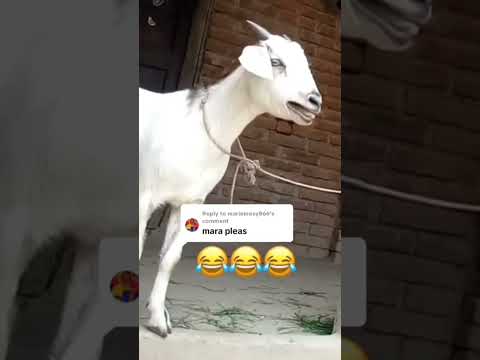 Goat call Mariam #viral #trending #viral #toutlemonde