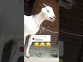 Goat Call Mariam Viral Trending Viral Toutlemonde