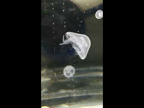 Un paseo relajante con medusas luna (Aurelia aurita).