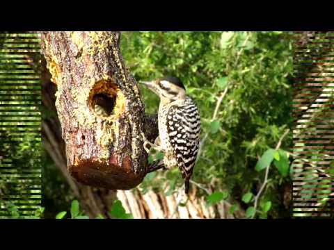 Ladder-backed Woodpecker at the Feeder