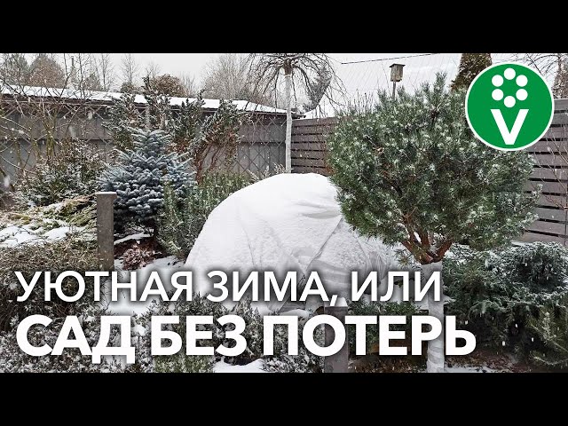 С ЭТИМИ СОВЕТАМИ ДЕРЕВЬЯ В САДУ ЛЕГКО ПЕРЕЖИВУТ ЗИМУ! + Выбираем ЕЛЬ к праздникам!