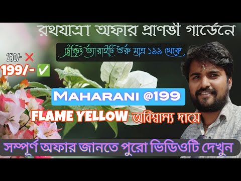 Bumper sell in all expensive Bougainvillea Plant