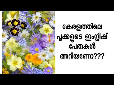 download lagu mp3 mp4 Kerala Flowers Name And Photos, download lagu Kerala Flowers Name And Photos gratis, unduh video klip Kerala Flowers Name And Photos