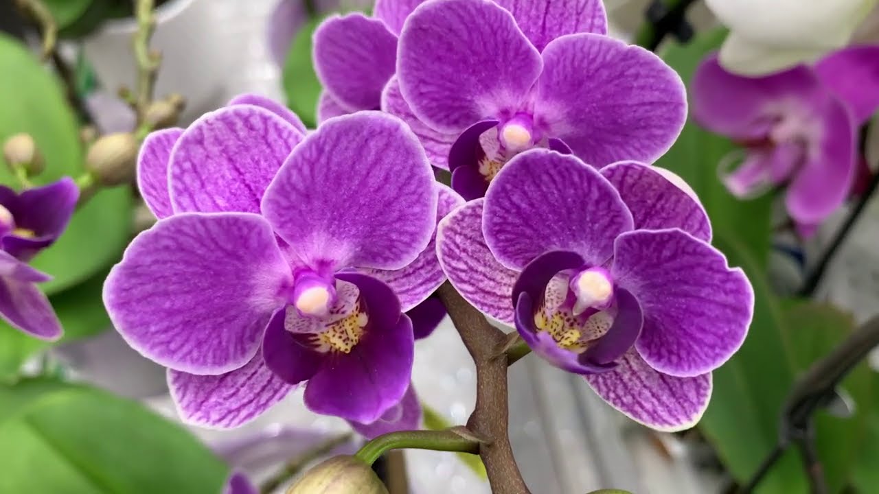 Орхидея мультифлора violet queen. Фаленопсис вайолет квин. Фаленопсис вайлет квин. Орхидея вайолет квин. Орхидея фаленопсис вайолет квин.