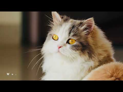 SimmyMissy Where is our food???