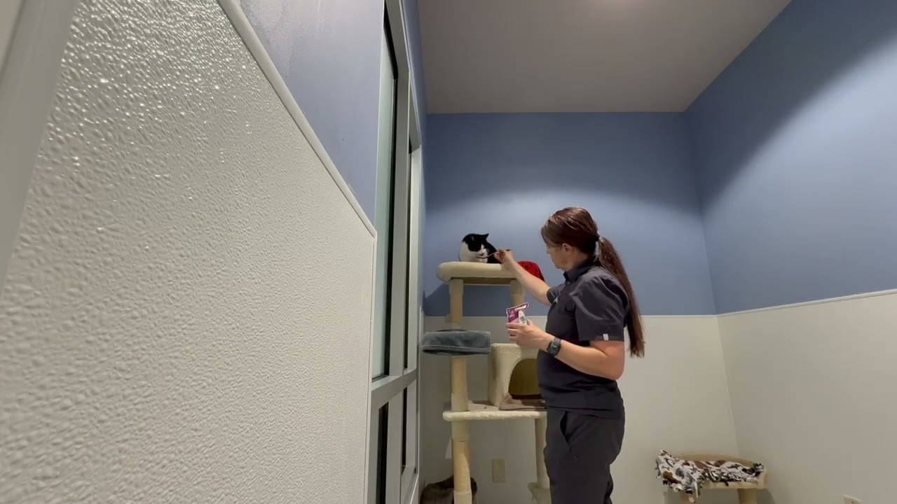 Enlarge Stormy Rae, a Adoptable Domestic Short Hair in Murray, UT video 6/6