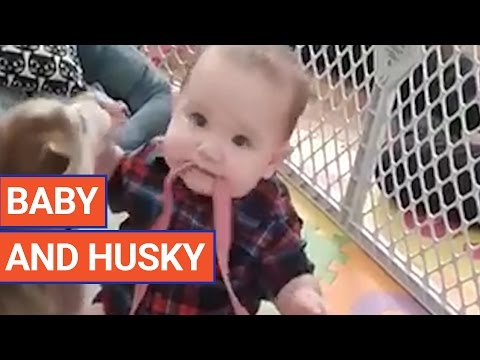 Cute Baby and Husky Play Together Pet Video 2017 | Daily Heart Beat