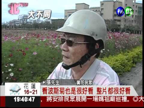 高大校門賞花海 波斯菊隨風搖曳