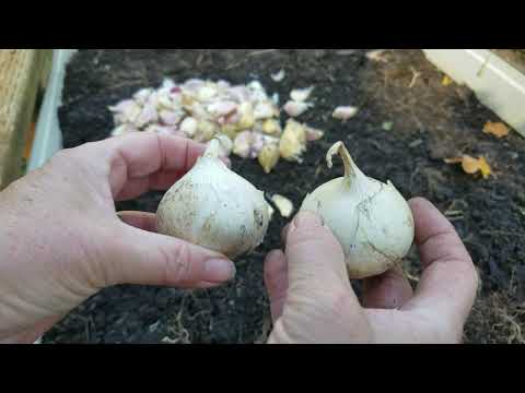 , title : 'Garlic planting 2019 for 2020 Harvest'