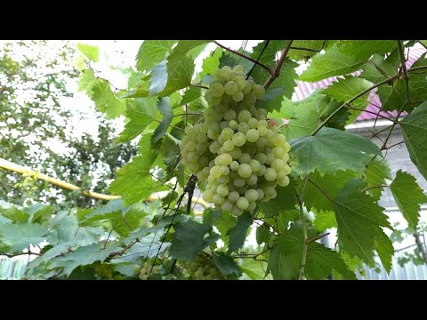 ✅WOW! Amazing New Agriculture Technology - Grapes