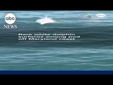 Rare white dolphin surfaces among pod off Maryland coast