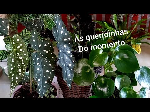 , title : 'TRÊS TIPOS DE PLANTAS RARAS CARAS E DIFÍCEIS DE ENCONTRAR!!PARA AMBIENTES DE SOMBRA'