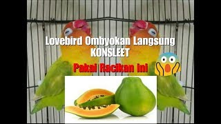 Download lagu Cara membuat dopping alami Lovebird agar Konslet Gacor mp3