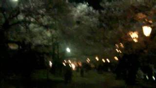 Cherry blossoms in Kintai-kyo. (night version)
