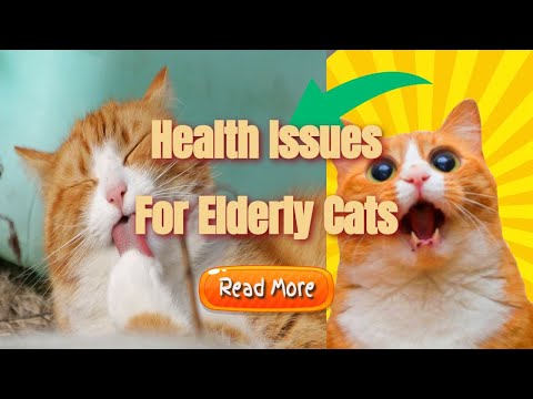 health issues for elderly cats
