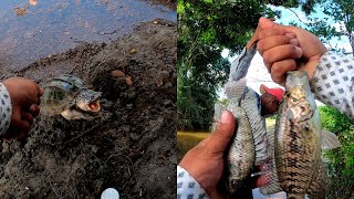 Pesca De Guapotes, Tilapias y Tortugas De Rio Con Lombriz De Tierra