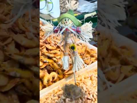 #manausamazonas #feiramanausmoderna #amazonas