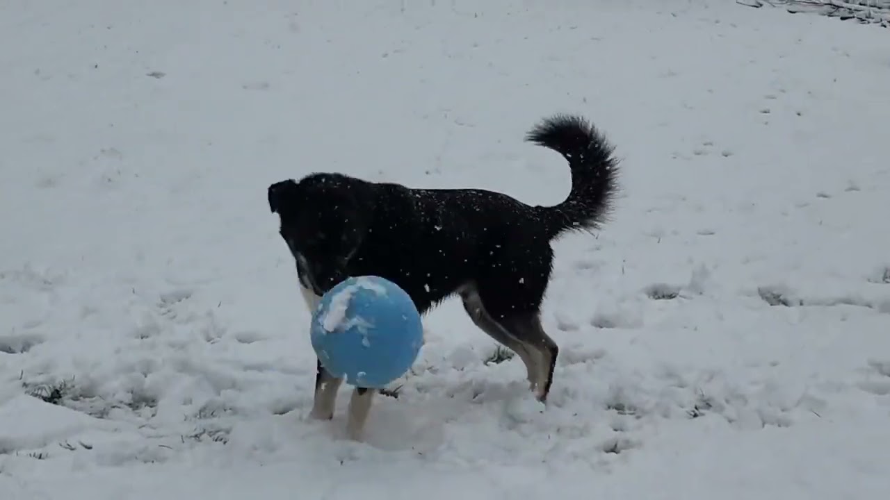 Enlarge Romondo, handsome adventure boy!, a ADOPTABLE mixed breed in Bonney Lake, WA video 1/6