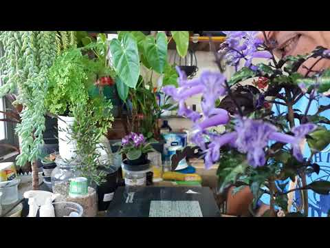 download lagu mp3 mp4 Plectranthus Saccatus, download lagu Plectranthus Saccatus gratis, unduh video klip Plectranthus Saccatus
