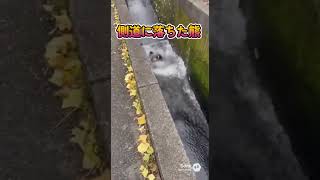 側道に落ちた熊 #ai #bear　＃岡山