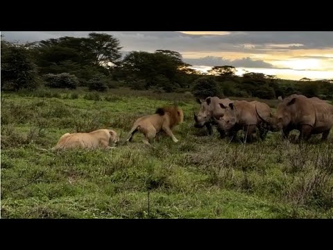Male lion charges at a rhino herd to protect his lioness