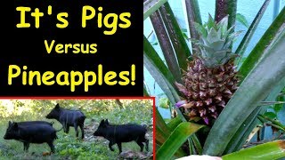 It&#39;s Pigs Versus Pineapples!