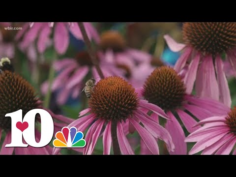 Caring for cone flowers in your yard