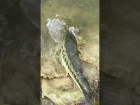 Reel tagged #fish