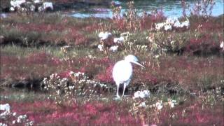 preview picture of video 'Grey Heron and Little Egret (1' 03 ) Cuckmere Haven 5th October 2014'