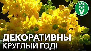 ВЕЧНОЗЕЛЕНЫЕ ЛИСТВЕННЫЕ КУСТАРНИКИ, которые украшают сад круглый год!