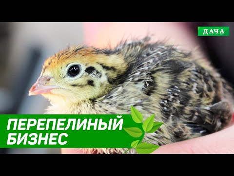 , title : 'Удачный Бизнес: РАЗВЕДЕНИЕ ПЕРЕПЕЛОВ | Как ухаживать за перепелками'