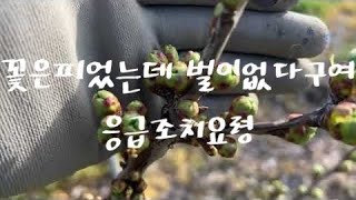 꽃은 피었는데 벌이없어요 !!!! 이렇게 해보세요