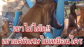 หมาตัวนี้ เขาไม่ได้ดุ เขาแค่พิเศษไม่เหมือนใคร