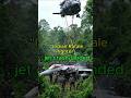 Indian Rafale Jet Crash Landed In Jungle India Vs Pakistan Iandiavspakistanfight