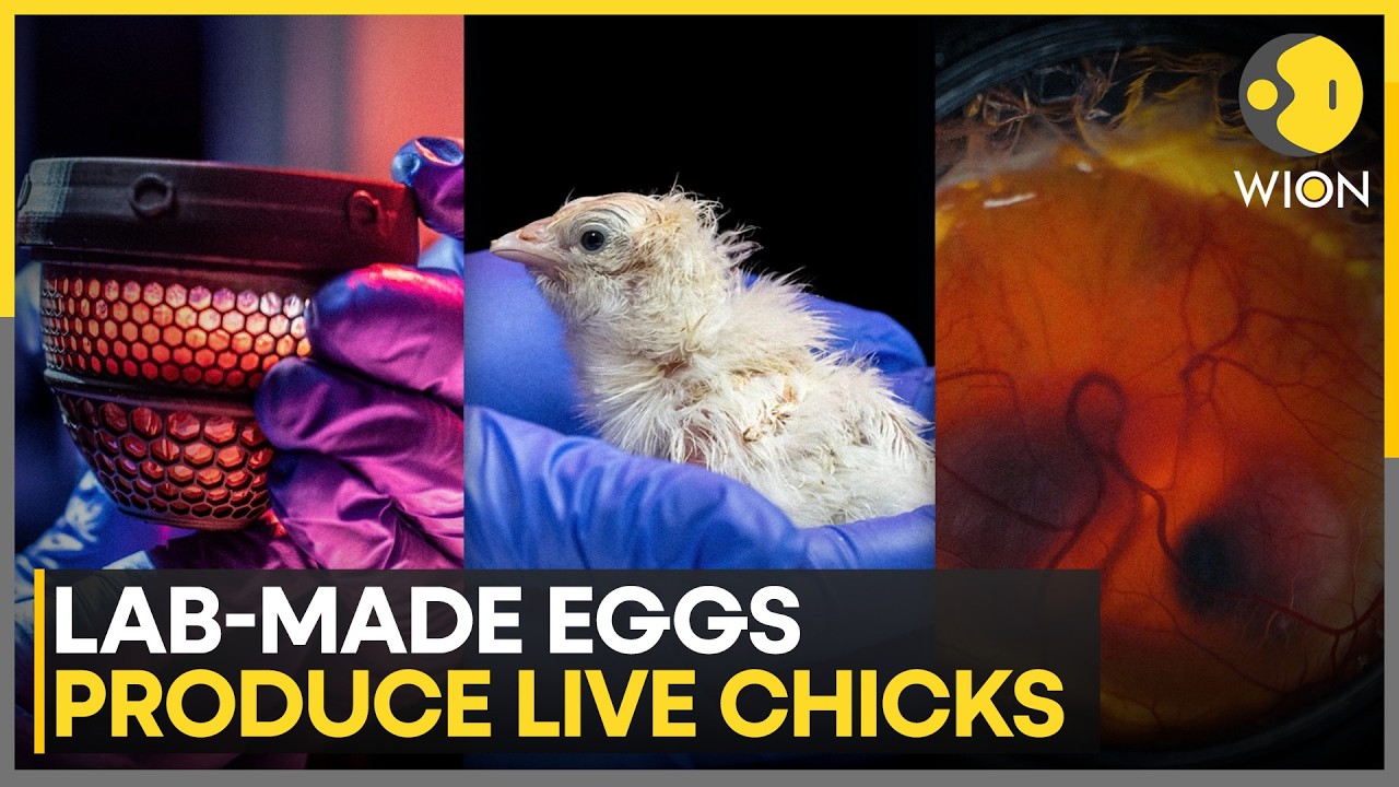 Biotech Breakthrough Paves Way for Dodo Bird Resurrection | WION