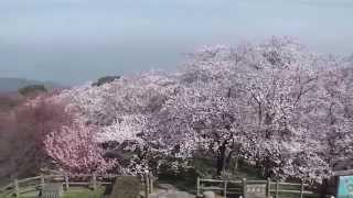 preview picture of video '紫雲出山の桜【香川県三豊市詫間町】（平成26年）'