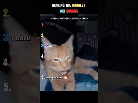 Ranking The FUNNIEST Cat Sounds 🤣😺 #shorts