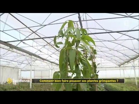 , title : 'Comment bien faire pousser ses plantes grimpantes ?'