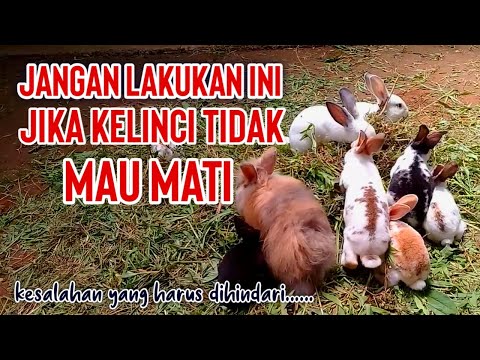 , title : 'KESALAHAN PEMULA DALAM MEMELIHARA KELINCI'