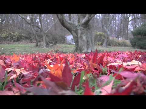 fall - stephen dijoseph