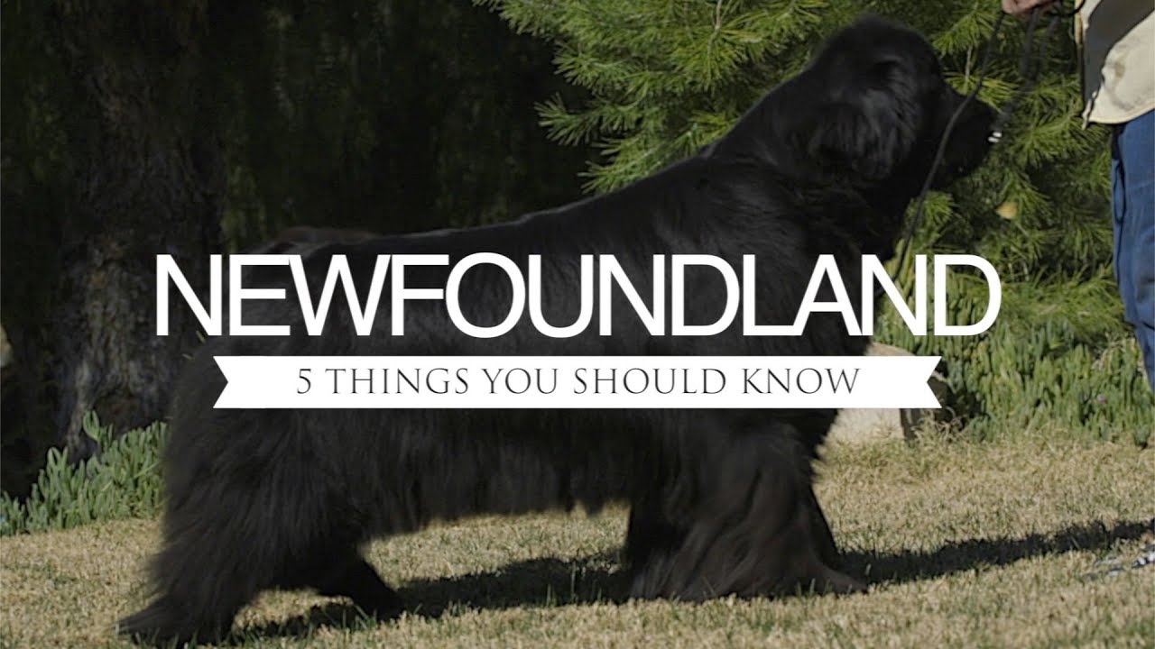NEWFOUNDLAND FIVE THINGS YOU SHOULD KNOW