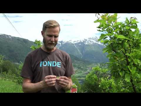 Mitt yrke - Fruktbonde