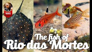 Film - The Fish of Rio das Mortes – Brazil’s Hidden Aquatic