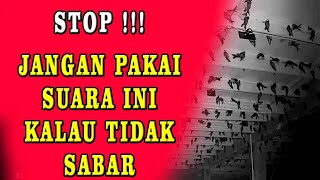 Download lagu PROVEN TO ATTRACT SWALLOWS BUT DON'T USE THIS SWALLOW SOUND IF YOU'RE IMPATIENT WA 0822-9148-8127 mp3 Download lagu PROVEN TO ATTRACT SWALLOWS BUT DON'T USE THIS SWALLOW SOUND IF YOU'RE IMPATIENT WA 0822-9148-8127 mp3