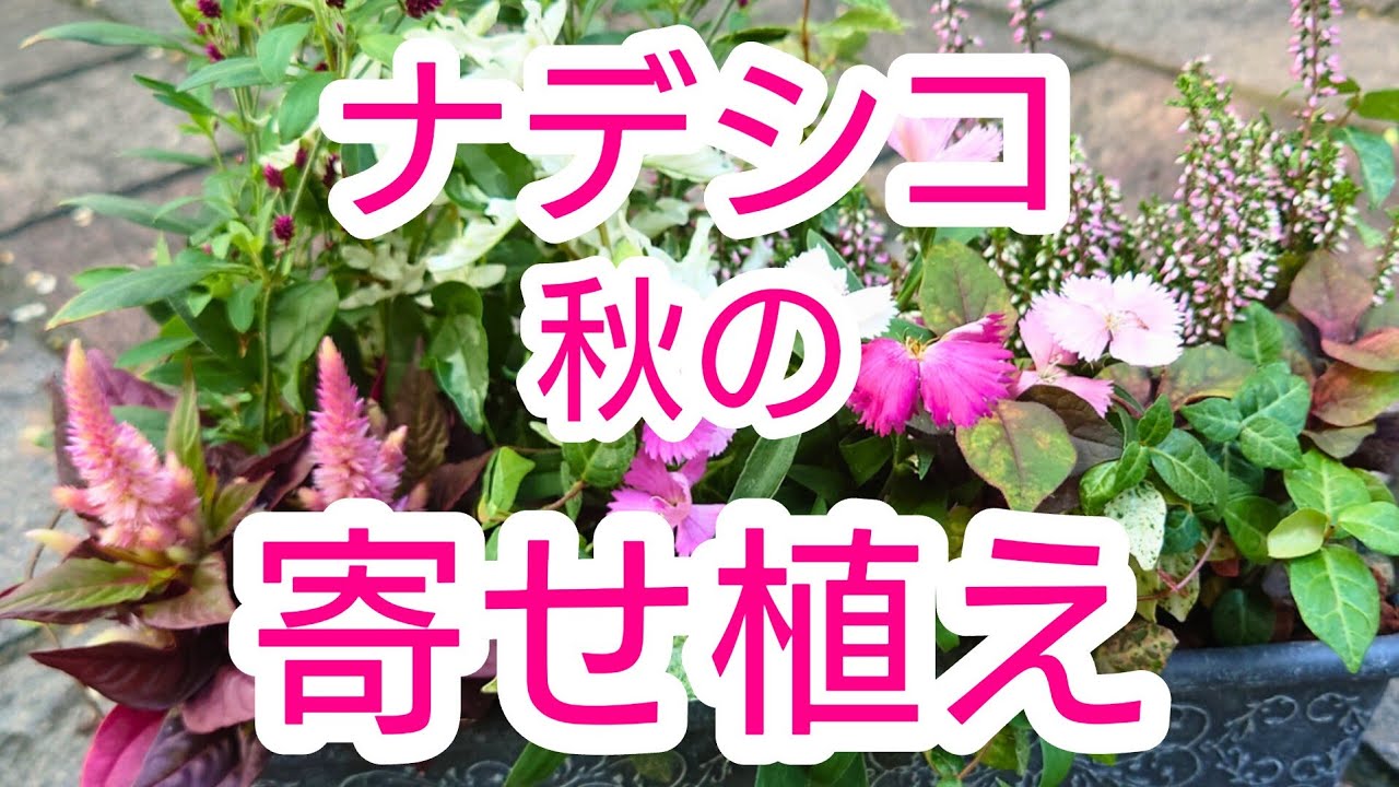 ナデシコを使った秋のオシャレな【寄せ植え】