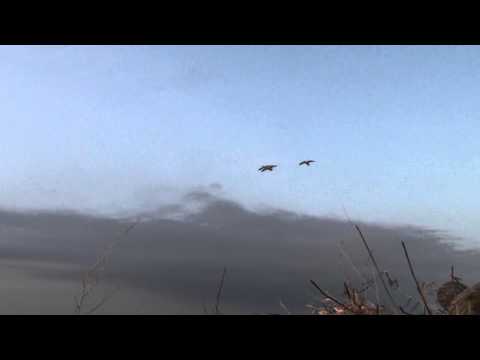 Spring Snow Goose Hunt Zero Wind with Michitoba Outfitters