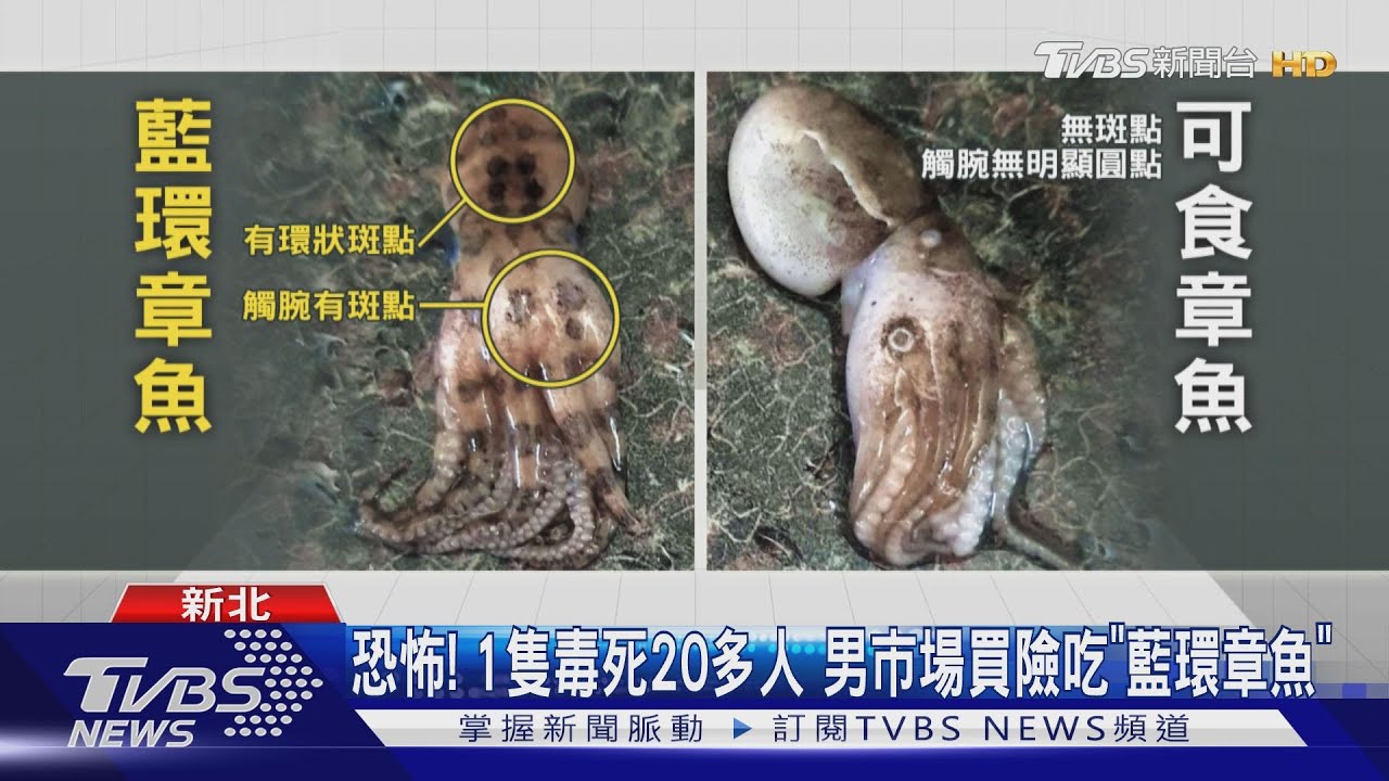 恐怖！1隻毒死20多人　男市場買險吃「藍環章魚」