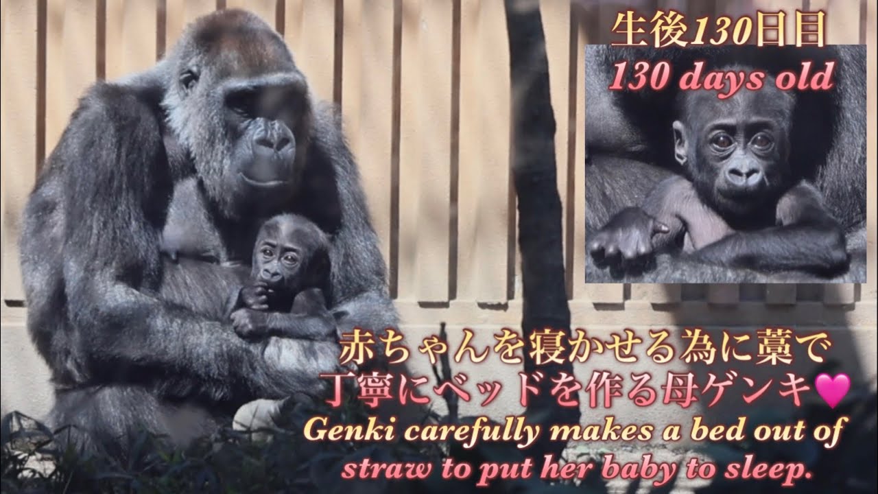 何でそこに？ 赤ちゃんゴリラを心地よく寝かせる為、藁で丁寧にベッドを作ってあげた母ゲンキ⭐️Gorilla【京都市動物園】Genki makes a bed for her baby.