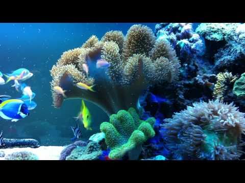 Leather Coral Spawning in 8 ft Reef Tank